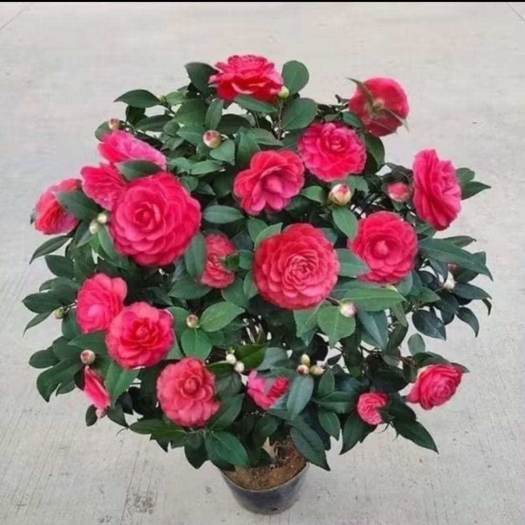 Bầu Cây Giống Hoa Trà My Lâu Năm ♥️ Cực Xinh* Rất Dễ Trồng