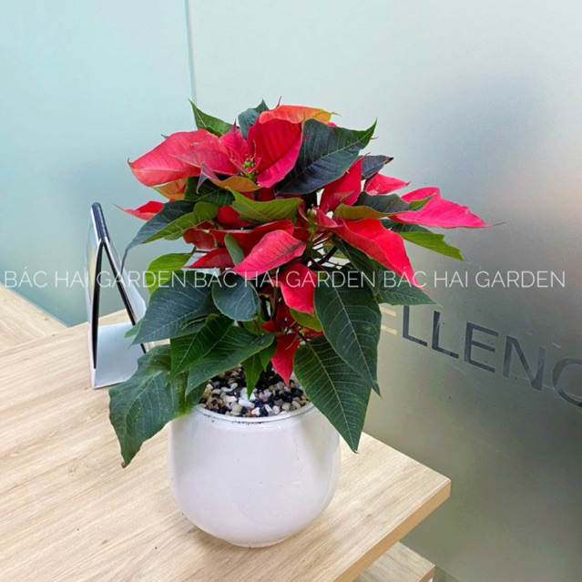 [Ship Hoả tốc] Cây Trạng Nguyên đỏ rực trang trí Noel, Giáng Sinh, Tết bọc giấy đỏ và nơ đẹp