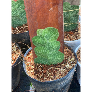Chậu mềm Raphidophora Crytantha - Decor mảng tưởng xanh đẹp, ấn tượng - Vườn Như Ngọc
