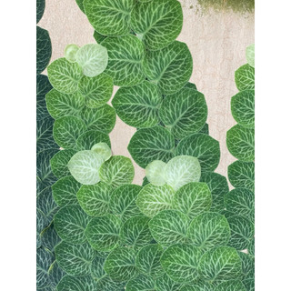 Chậu mềm Raphidophora Crytantha - Decor mảng tưởng xanh đẹp, ấn tượng - Vườn Như Ngọc
