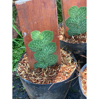 Chậu mềm Raphidophora Crytantha - Decor mảng tưởng xanh đẹp, ấn tượng - Vườn Như Ngọc