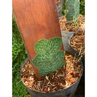 Chậu mềm Raphidophora Crytantha - Decor mảng tưởng xanh đẹp, ấn tượng - Vườn Như Ngọc