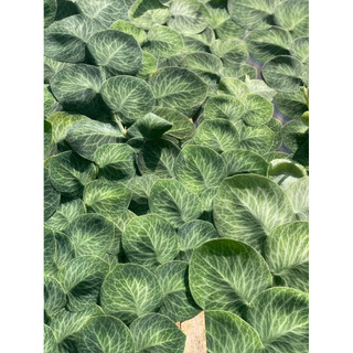 Chậu mềm Raphidophora Crytantha - Decor mảng tưởng xanh đẹp, ấn tượng - Vườn Như Ngọc