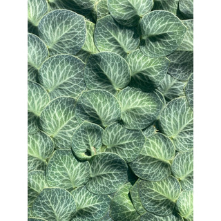 Chậu mềm Raphidophora Crytantha - Decor mảng tưởng xanh đẹp, ấn tượng - Vườn Như Ngọc