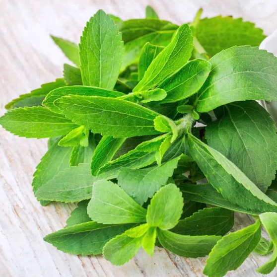 Cây Cỏ Ngọt Loại 1 Đức Thiện (Khô, Sạch, Thơm) – Hỗ Trợ Tiểu Đường, Giảm Đường, Giải Nhiệt, Lợi Tiểu