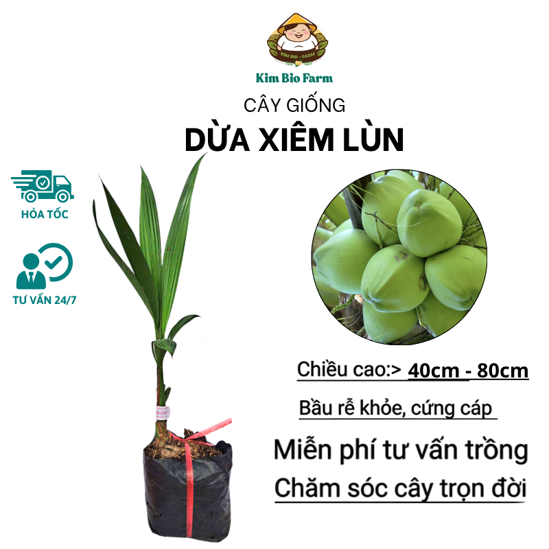 Cây Giống Dừa Xiêm Lùn Bến Tre – Chuẩn Giống, Cho Nước Dừa Ngọt Thanh, Dễ Trồng, Cho Trái Sớm