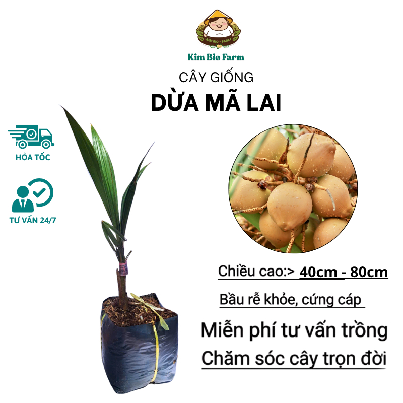 Cây Giống Dừa Mã Lai – Giống Ngoại Cao Sản, Trái Nhiều, Dễ Trồng