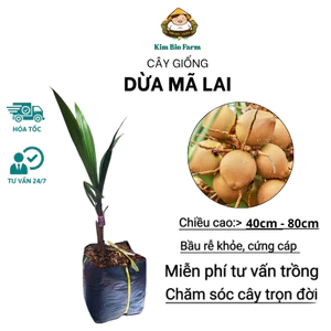 Cây Giống Dừa Mã Lai – Giống Ngoại Cao Sản, Trái Nhiều, Dễ Trồng