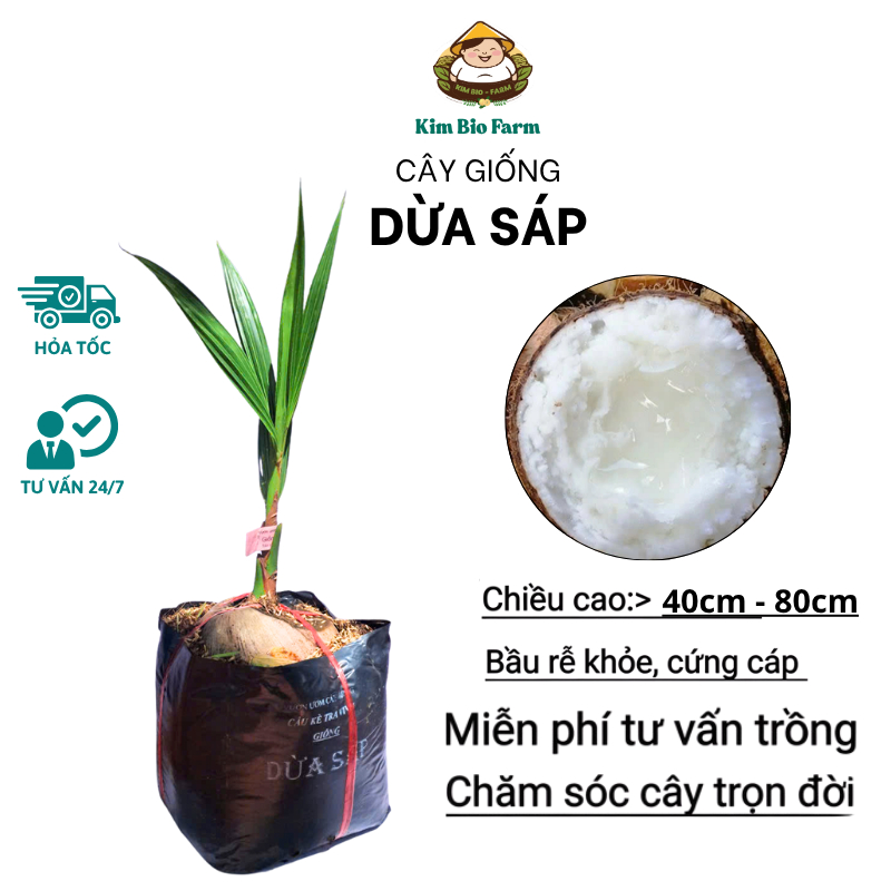 Cây Giống Dừa Sáp – Đặc Sản Quý Hiếm, Cơm Dày Dẻo Quánh, Béo Ngậy Thơm Ngon, Hiệu Quả Kinh Tế Cao