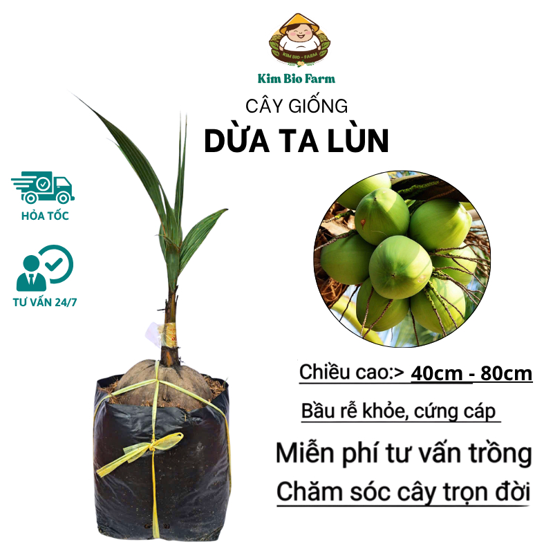 Cây Giống Dừa Ta Lùn – Giống Dừa Nước Ngọt, Dễ Trồng, Cho Trái Sớm, Năng Suất Cao