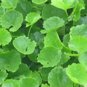 Cây Rau Má Khô thượng hạng Jindo 1kg Hỗ Trợ Thanh Nhiệt, Mát Gan