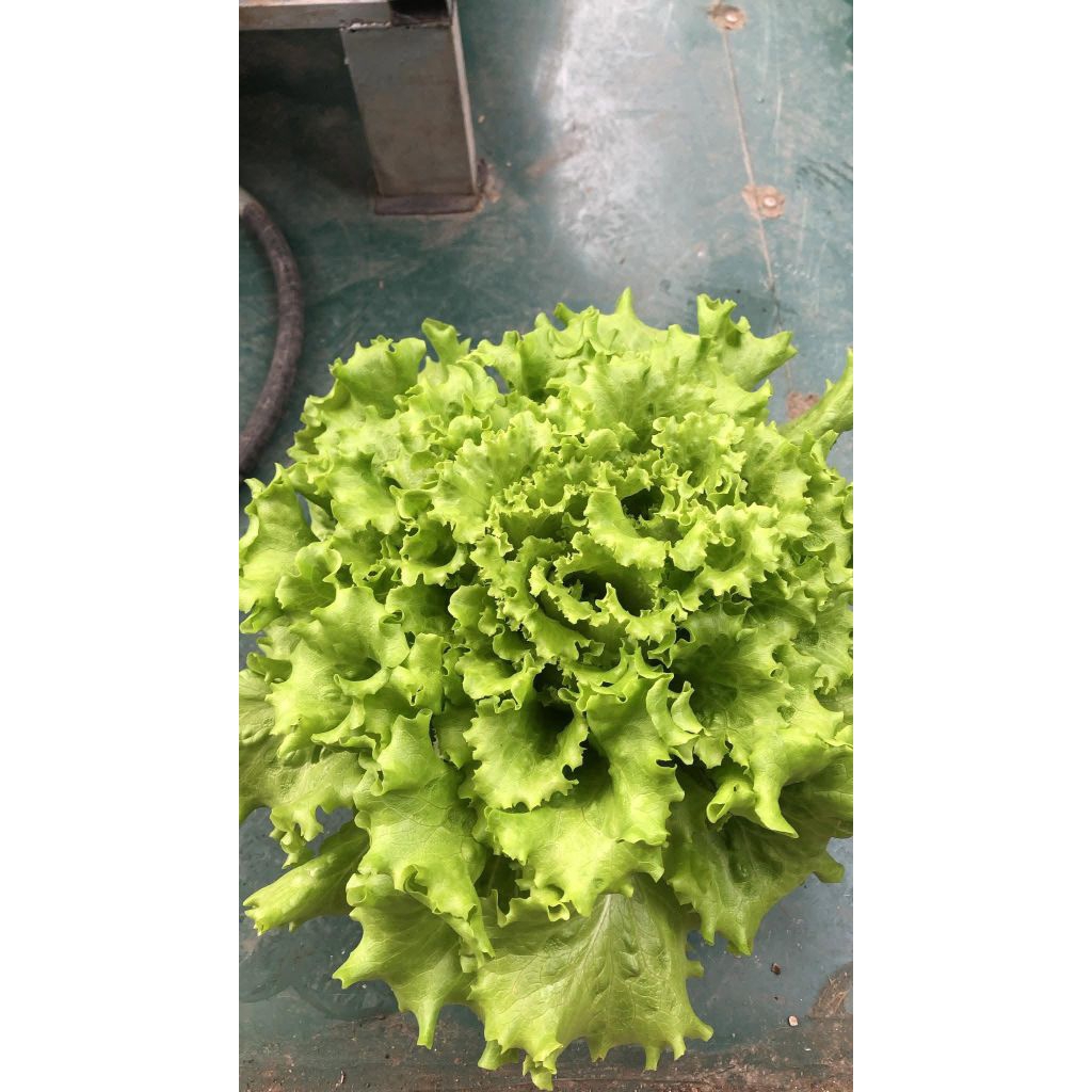 Hạt Giống Xà Lách Xoăn Xanh ❤️ Hàng F1 Cây To Dòn Ngọt Năng Suất Cao