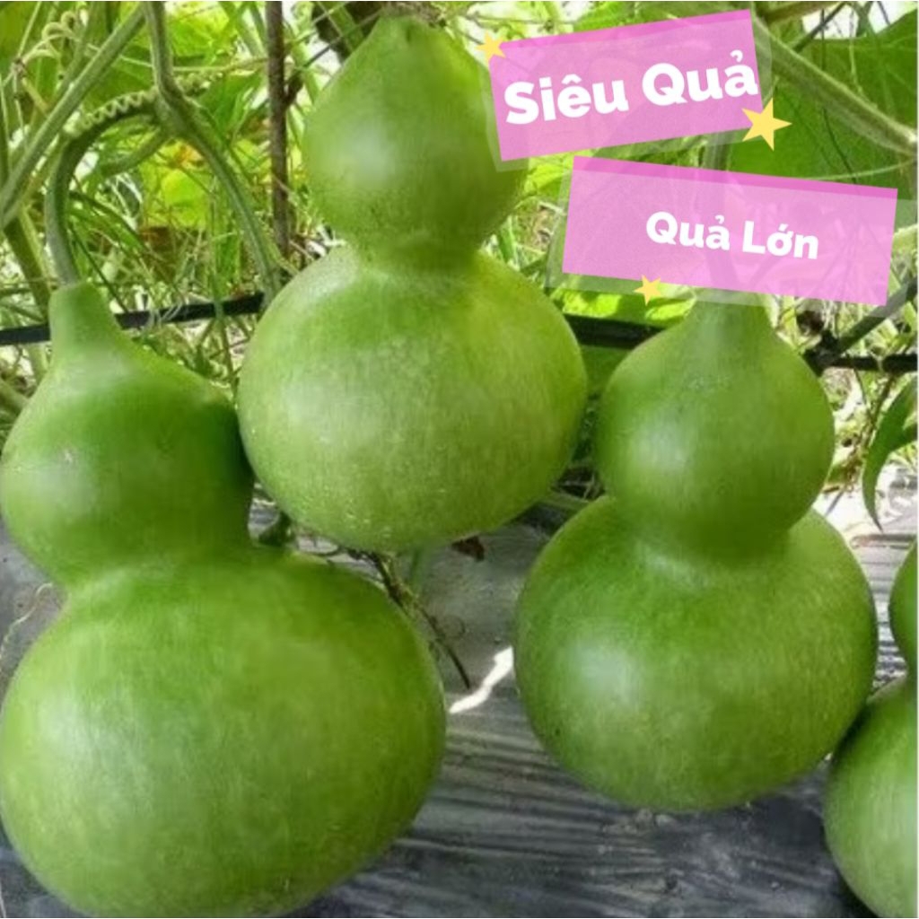 Hạt Giống Bầu Hồ Lô Quả Lớn F1💥 Siêu Trái 💖 ĂN RẤT NGON VÀ LÀM CẢNH