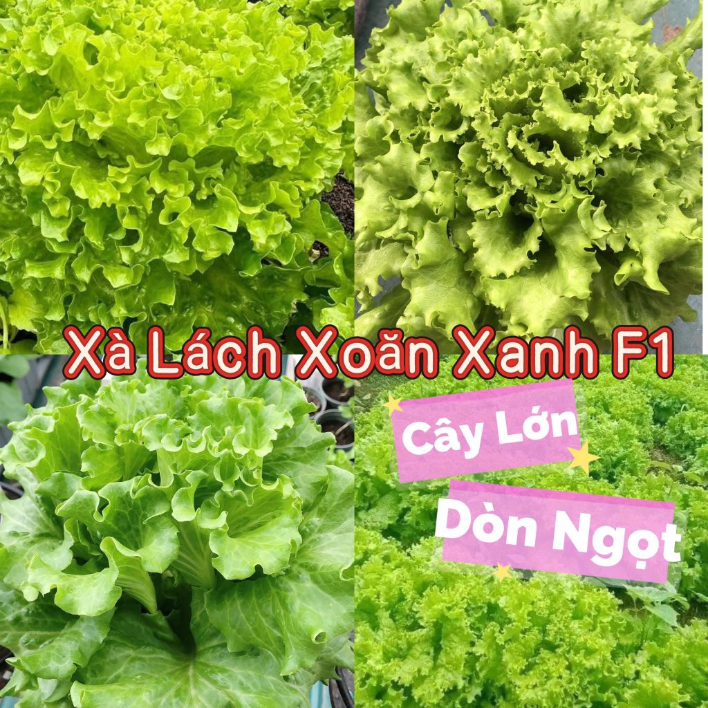 Hạt Giống Xà Lách Xoăn Xanh ❤️ Hàng F1 Cây To Dòn Ngọt Năng Suất Cao