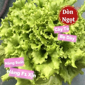 Hạt Giống Xà Lách Xoăn Xanh ❤️ Hàng F1 Cây To Dòn Ngọt Năng Suất Cao