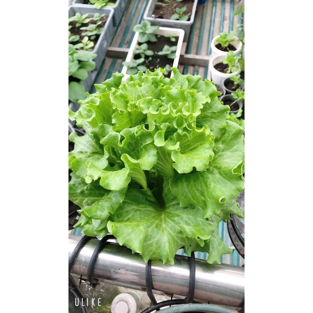 Hạt Giống Xà Lách Xoăn Xanh ❤️ Hàng F1 Cây To Dòn Ngọt Năng Suất Cao