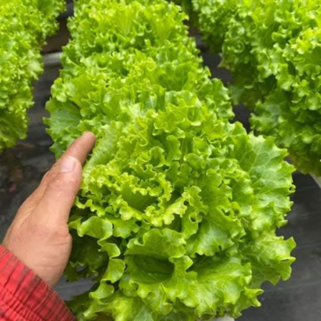 Hạt Giống Xà Lách Xoăn Xanh ❤️ Hàng F1 Cây To Dòn Ngọt Năng Suất Cao
