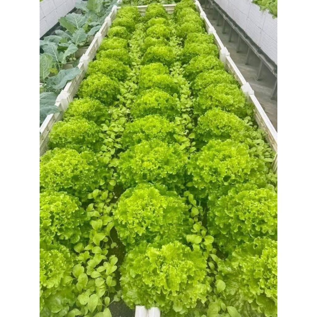 Hạt Giống Xà Lách Xoăn Xanh ❤️ Hàng F1 Cây To Dòn Ngọt Năng Suất Cao