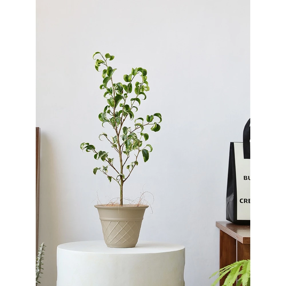 Chậu gốm dáng kem ốc quế tròn