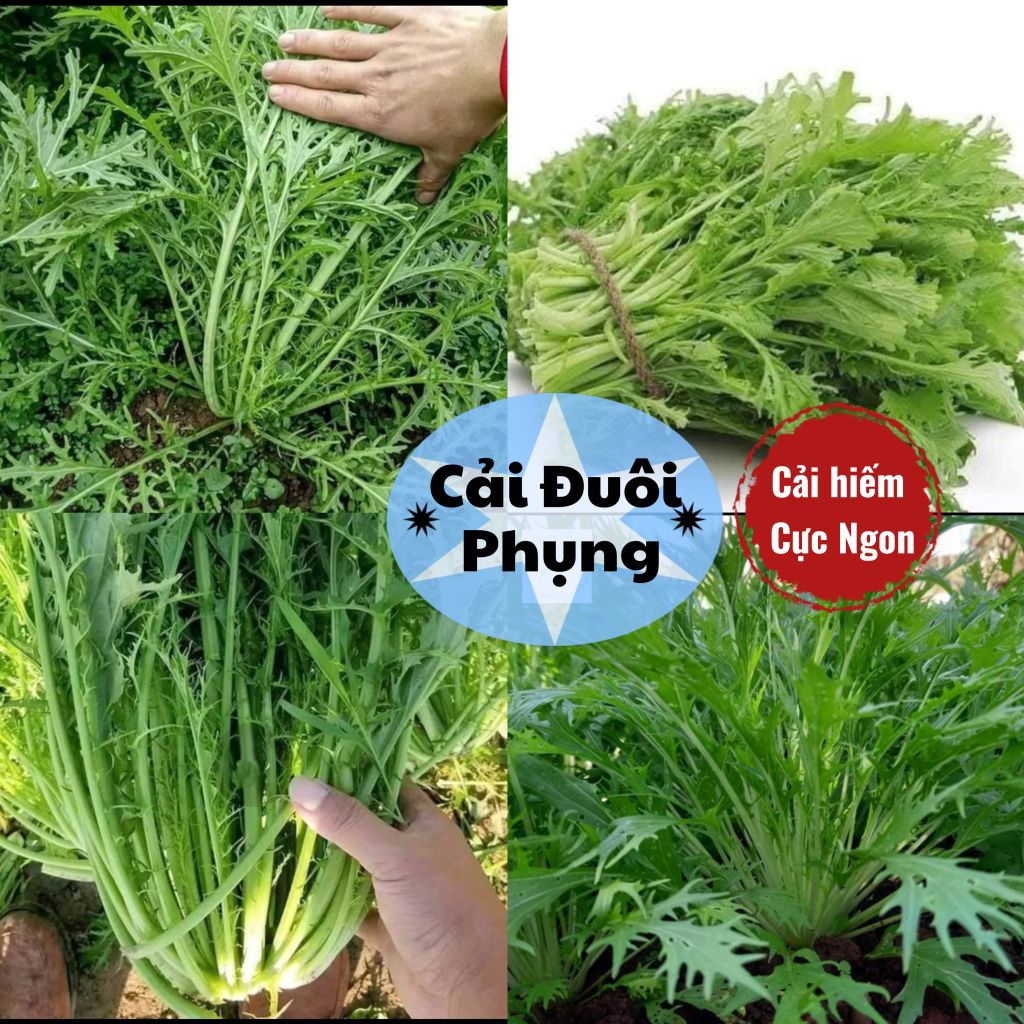 Hạt Giống Cải Đuôi Phụng gói 10 Gam ❤️ Cải Ăn Cực Ngon, Hàng Mới Rất Dễ Trồng