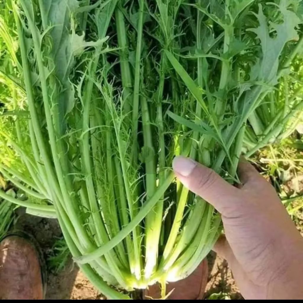 Hạt Giống Cải Đuôi Phụng gói 10 Gam ❤️ Cải Ăn Cực Ngon, Hàng Mới Rất Dễ Trồng