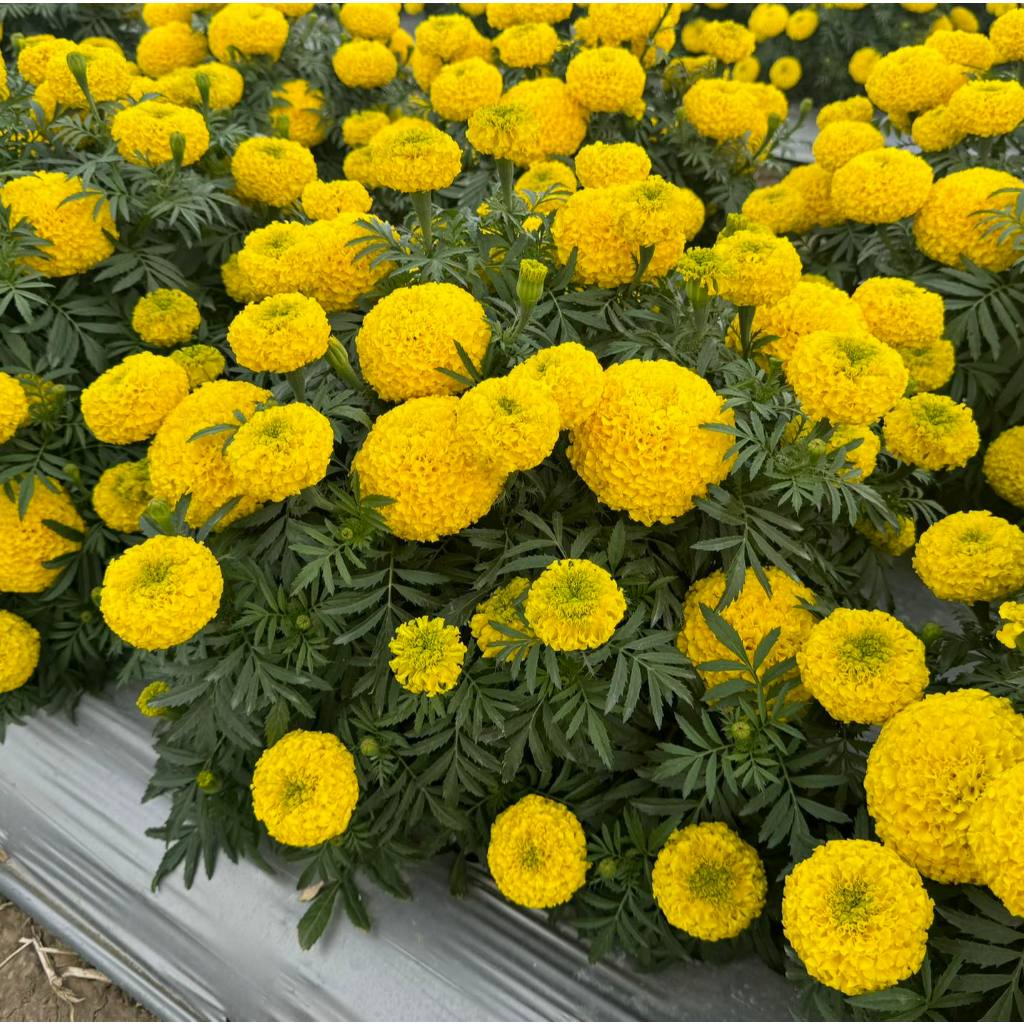 Hoa Vạn Thọ Siêu Lùn Mini PH20 Vàng Chanh Hạt Giống Phượng Hoàng