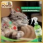 Xịt Khử Mùi Thú Cưng PetGreen Freshness 360 Pure Air 100ml - Khử Mùi Tận Gốc, An Toàn Cho Chó Mèo