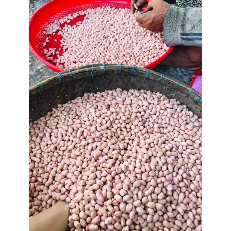 ( 1kg) Lạc nguyên củ đã được phơi khô, lạc sống