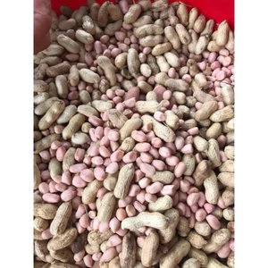 Lạc nguyên củ đã được phơi khô, lạc sống