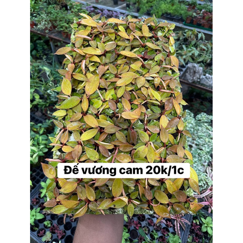 Đế Vương Cam setup tiểu cảnh, bán cạn, terrarium