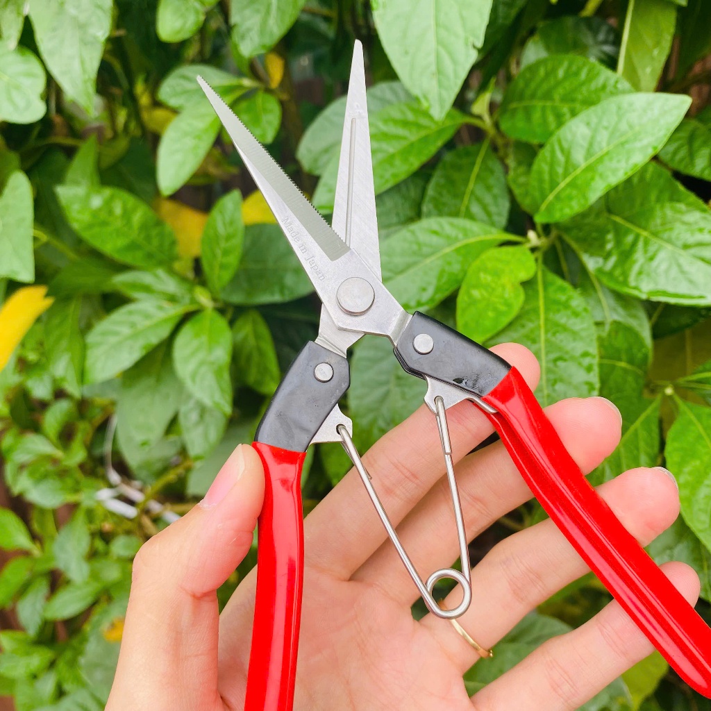 [COMBO 3 Chiếc] Kéo tỉa cành dăm thép trắng cho cây cảnh, cây bonsai - Kéo tỉa dăm tay đỏ