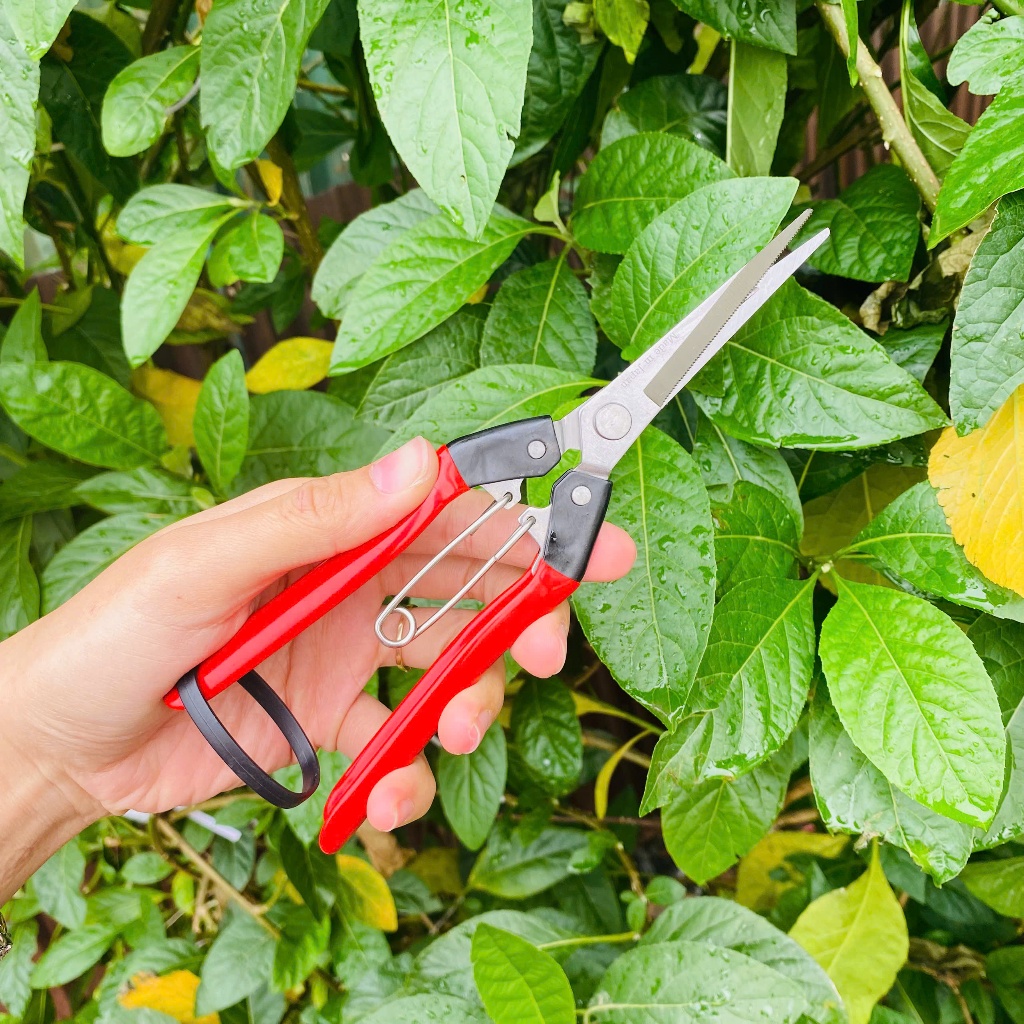 [COMBO 3 Chiếc] Kéo tỉa cành dăm thép trắng cho cây cảnh, cây bonsai - Kéo tỉa dăm tay đỏ