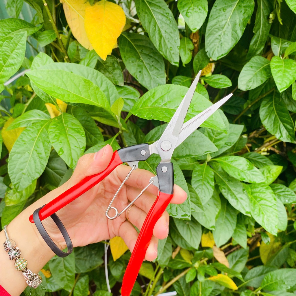 [COMBO 3 Chiếc] Kéo tỉa cành dăm thép trắng cho cây cảnh, cây bonsai - Kéo tỉa dăm tay đỏ
