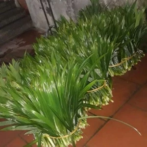 500G Lá Dứa Thơm - Lá Nếp Thơm KVT