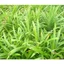 500G Lá Dứa Thơm - Lá Nếp Thơm KVT