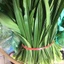 500G Lá Dứa Thơm - Lá Nếp Thơm KVT