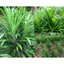 500G Lá Dứa Thơm - Lá Nếp Thơm KVT