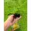 Cùm đề dùng cho xe Wave hiệu KF hàng đẹp