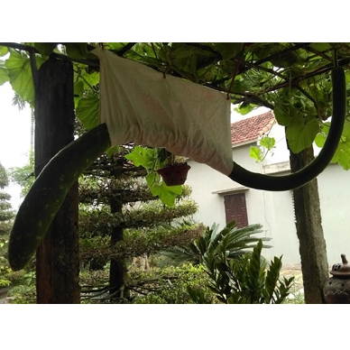 10 Hạt giống hoặc 5 cây mầm bầu xơ dừa bầu sao trái dài 2m đã xử lý kích mầm sẵn KVT