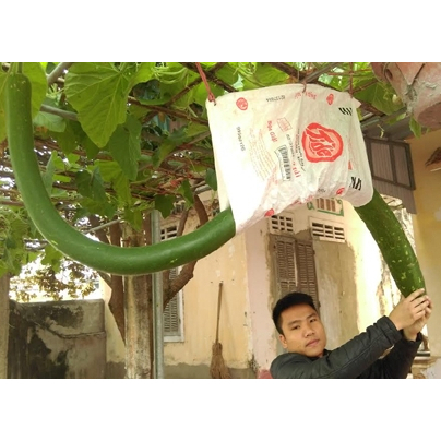 10 Hạt giống hoặc 5 cây mầm bầu xơ dừa bầu sao trái dài 2m đã xử lý kích mầm sẵn KVT