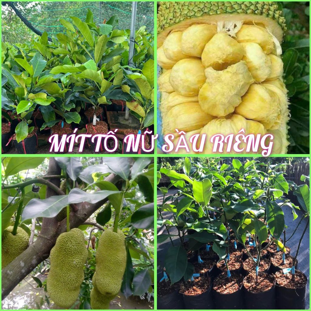 CÂY MÍT TỐ NỮ SẦU RIÊNG CHO QUẢ | Shopee Việt Nam