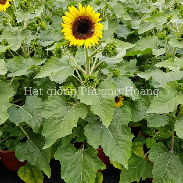 Hạt Giống Hoa Hướng Dương Lùn Siêu Bông HLS211 - Phượng Hoàng