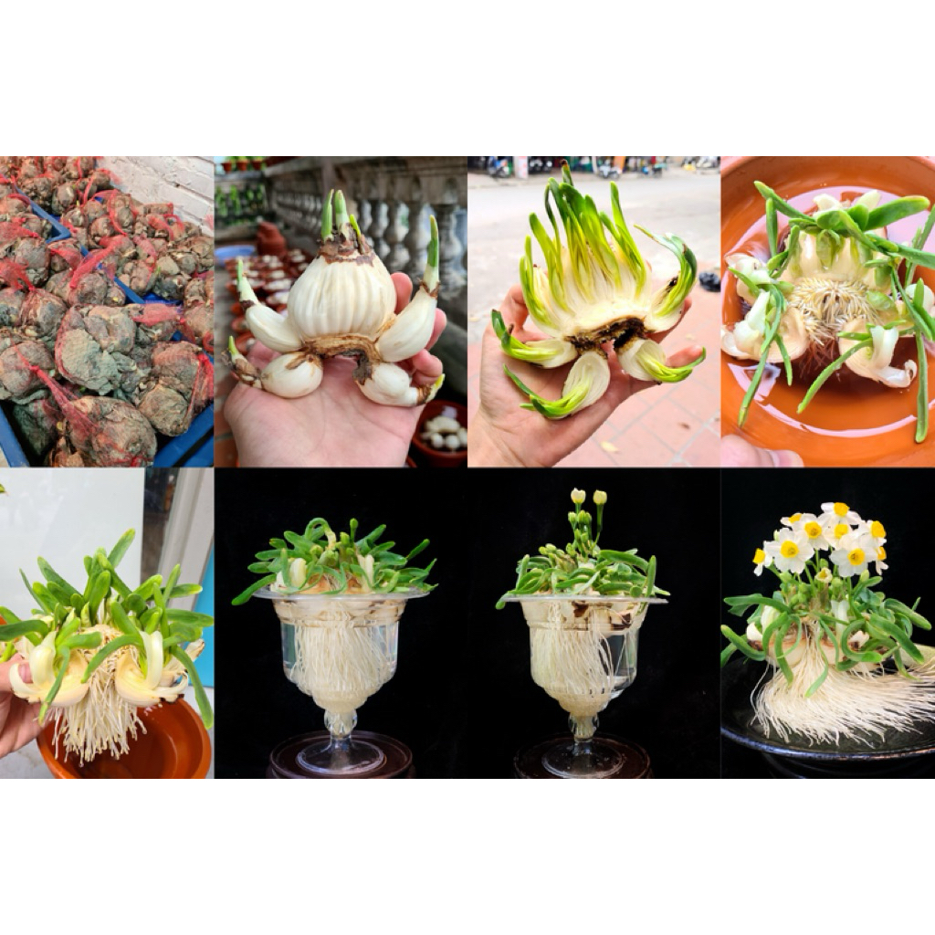 1 củ giống hoa thuỷ tiên trắng | Shopee Việt Nam