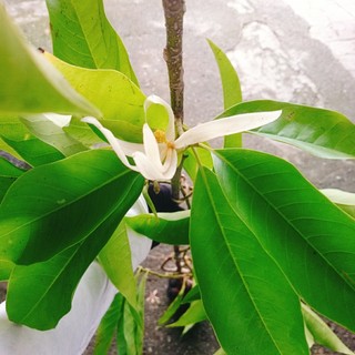 Cây Hoa Ngọc Lan Trắng - cây cảnh sân vườn - hoa thơm ngào ngạt