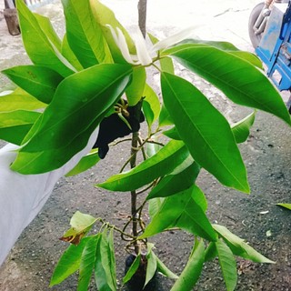 Cây Hoa Ngọc Lan Trắng - cây cảnh sân vườn - hoa thơm ngào ngạt