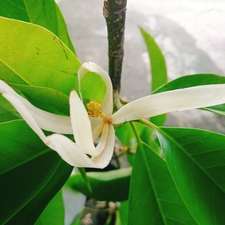 Cây Hoa Ngọc Lan Trắng - cây cảnh sân vườn - hoa thơm ngào ngạt