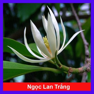 Cây Hoa Ngọc Lan Trắng - cây cảnh sân vườn - hoa thơm ngào ngạt