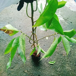 Cây Hoa Ngọc Lan Trắng - cây cảnh sân vườn - hoa thơm ngào ngạt