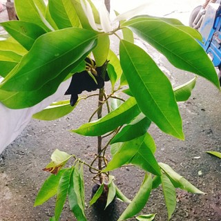 Cây Hoa Ngọc Lan Trắng - cây cảnh sân vườn - hoa thơm ngào ngạt