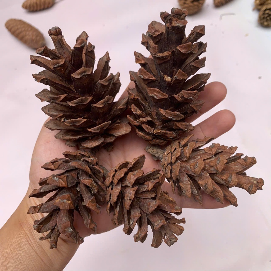 Quả thông mộc tự nhiên trang trí cây Giáng sinh